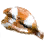 Dried Clownfish