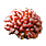 Red Coral