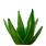 Aloe