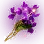 Viola image