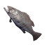 Grouper